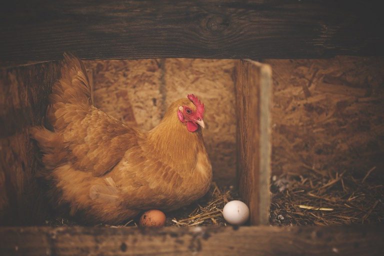 The picture shows a hen in a cozy coop and two differently colored eggs.