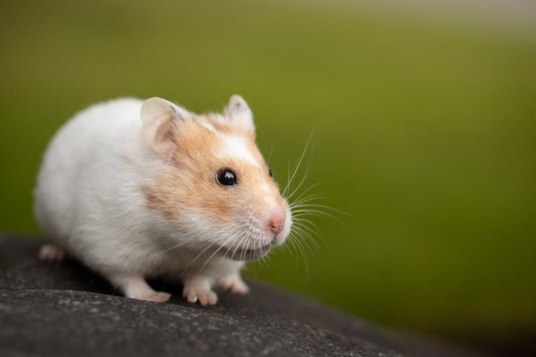 cute white hamster