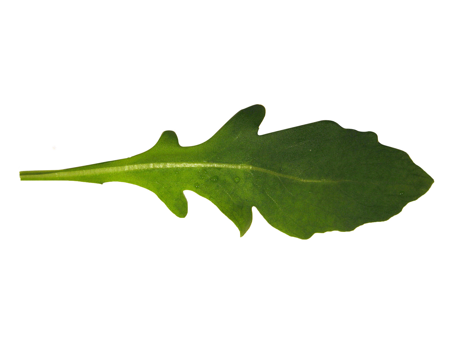 green leaf from the plant ruccola (Eruca vesicaria subsp. sativa)