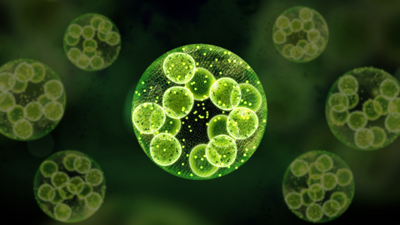 illustration of green single cell chlorella algae