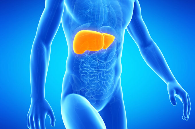 A rendering of a human with a highlighted liver.