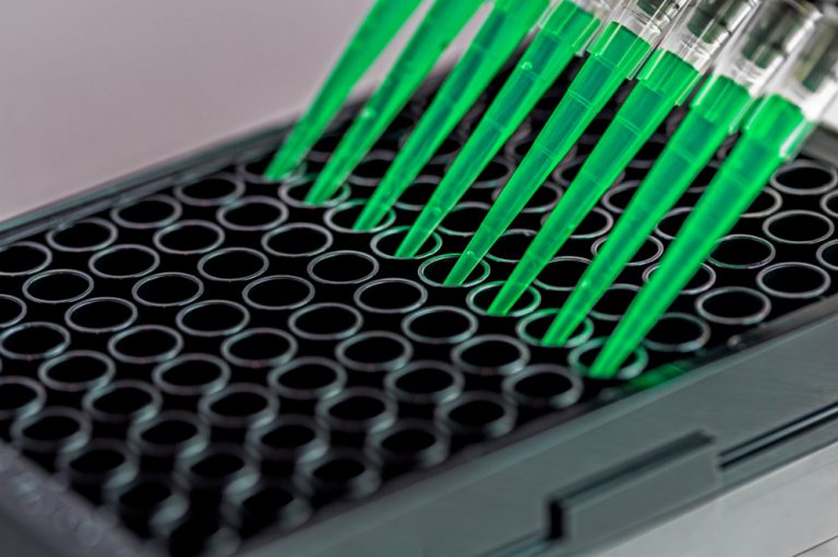 Adding green samples to a well plate using a multi-channel pipette.