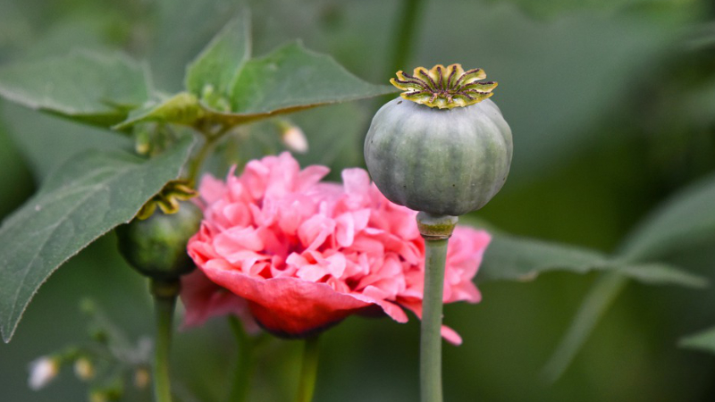 opium poppy plant