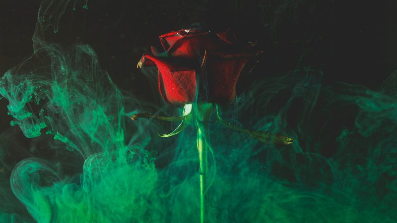 Green smoke flows around a red rose flower