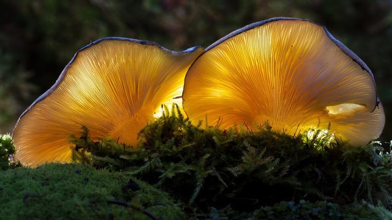 Oyster mushrooms