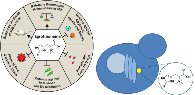 TO_ergothioneine2