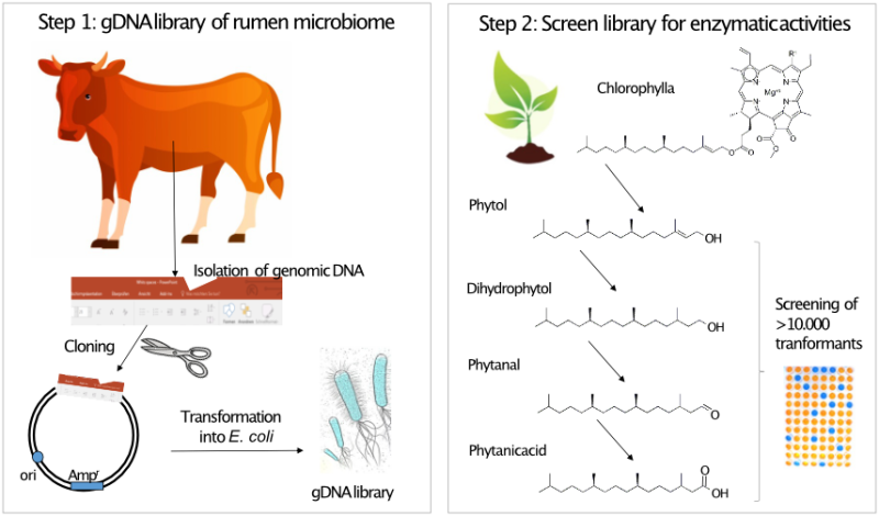 TO_healthy_fatty_acids2