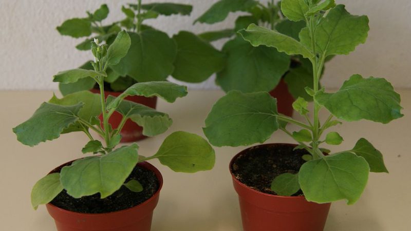 Some specimens of Nicotiana benthamiana in plastic pots.