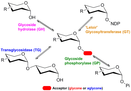 blog_glycoside1