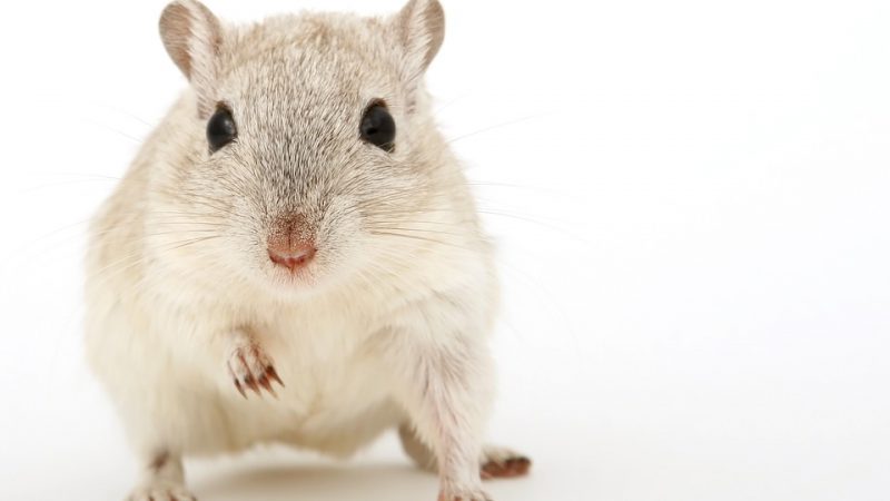 Frontal view of a domestic hamster.