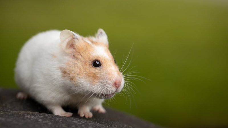 cute white hamster