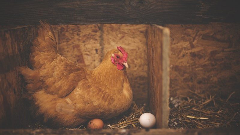 The picture shows a hen in a cozy coop and two differently colored eggs.