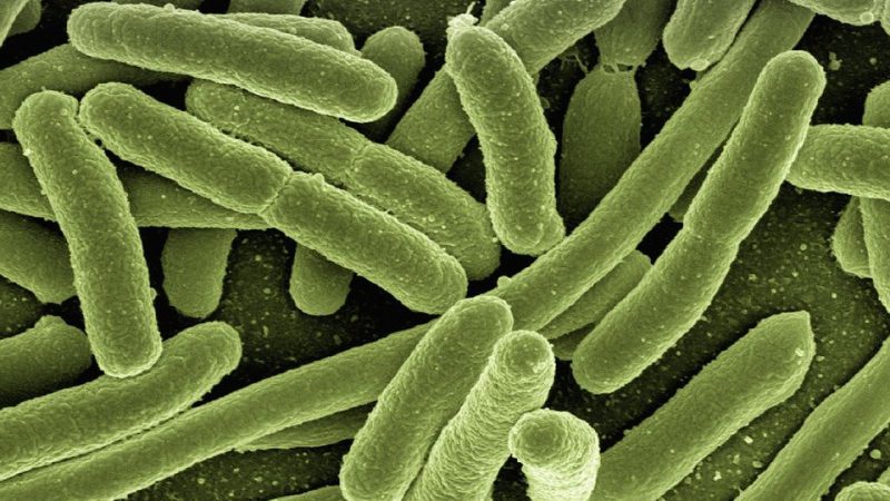 Electron micrograph of coliform bacteria.