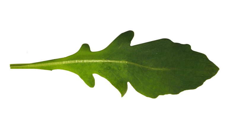 green leaf from the plant ruccola (Eruca vesicaria subsp. sativa)