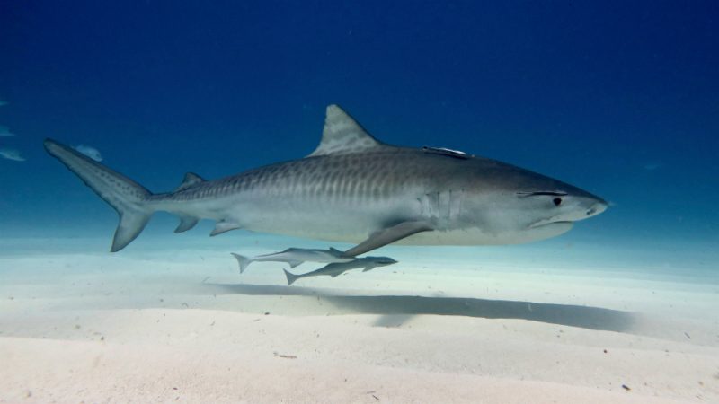 Great white shark swimming in the ocean looking for prey.