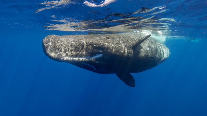 Sperm whale, Indian Ocean, Mauritius
