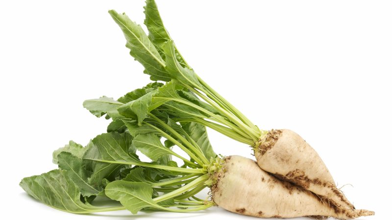 Sugar beet on white background