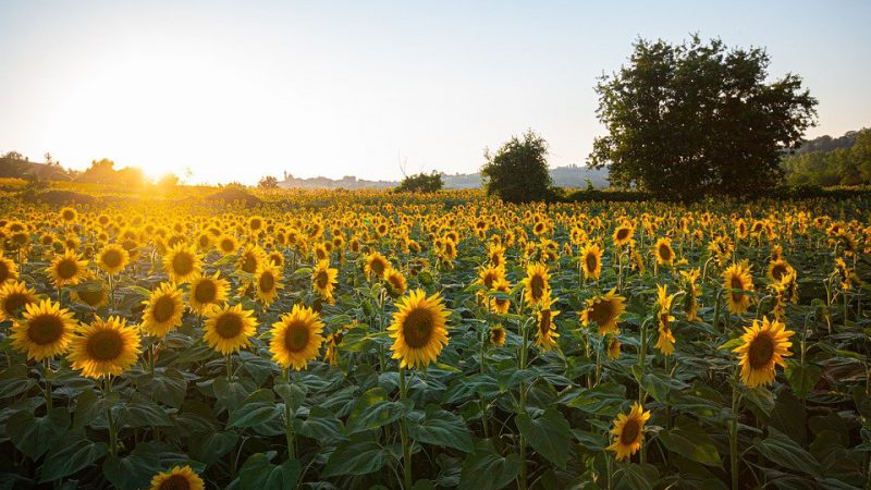 Sunflower field with blooming sunflowers.