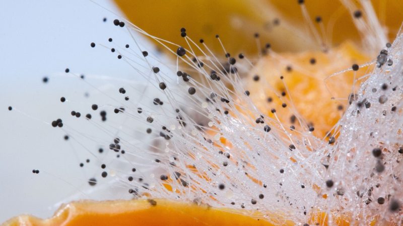 Close-up of a mold myelium.