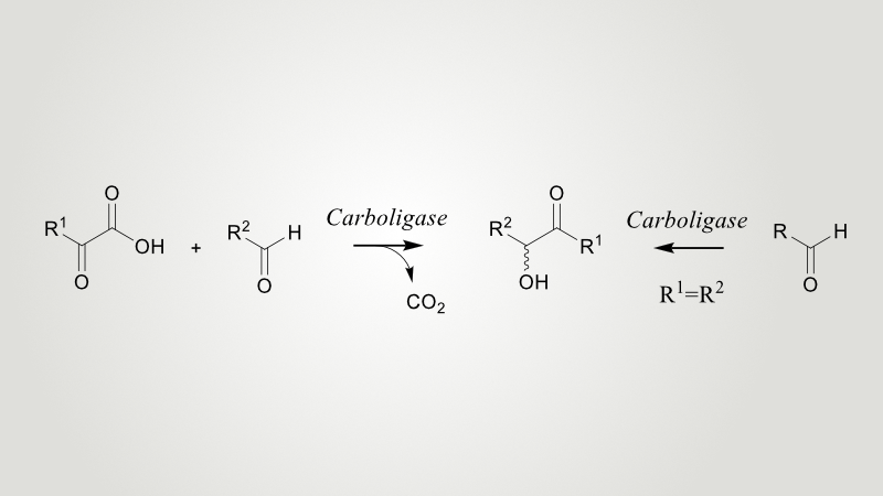 offer_carboligase2